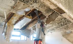  , USA Mold Removal & Remediation Pros